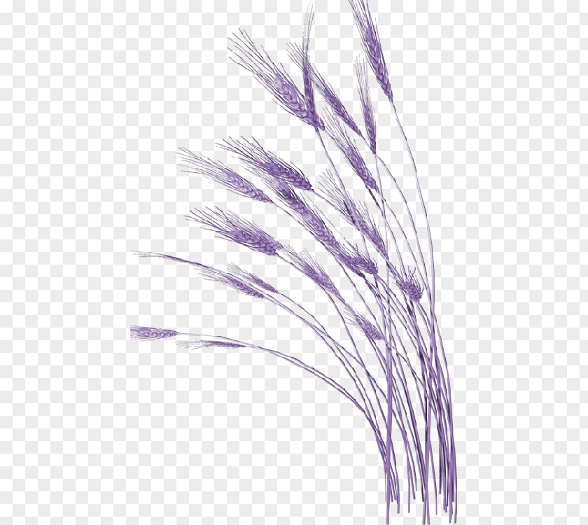 Purple Wheat To Pull Material Free Clip Art PNG