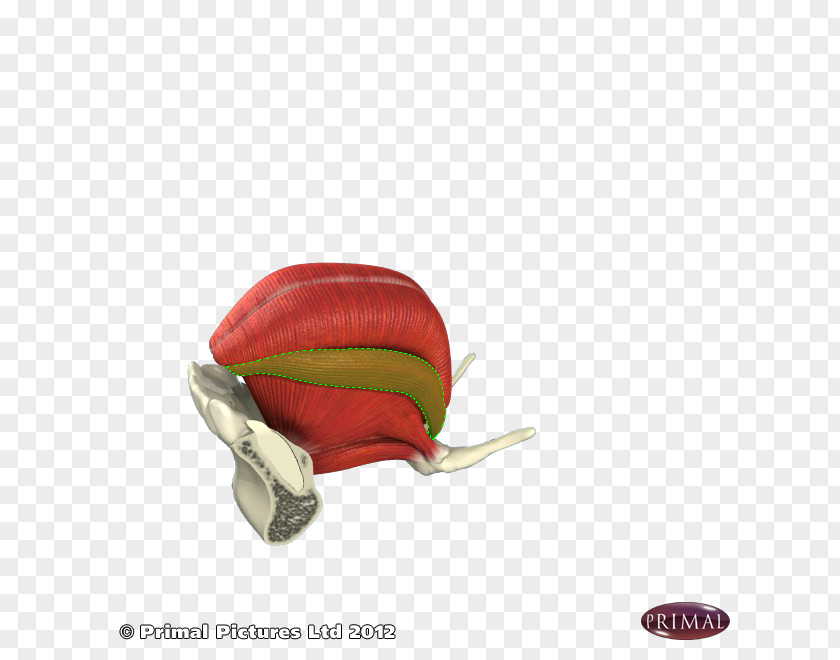 Tip Of Tongue Fruit PNG