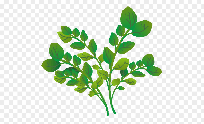 Vegetable Watercress Coriander Royalty-free Food PNG