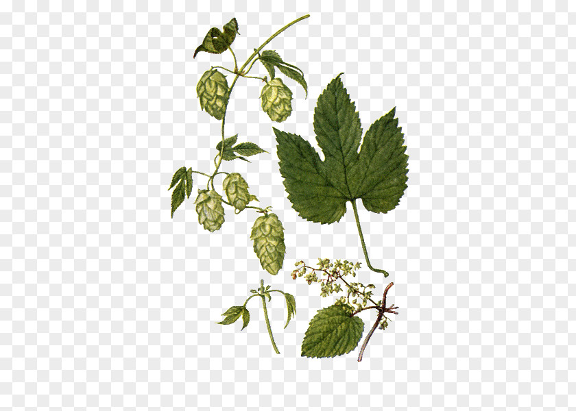 Beer Common Hop Hops Mild Ale Vine PNG