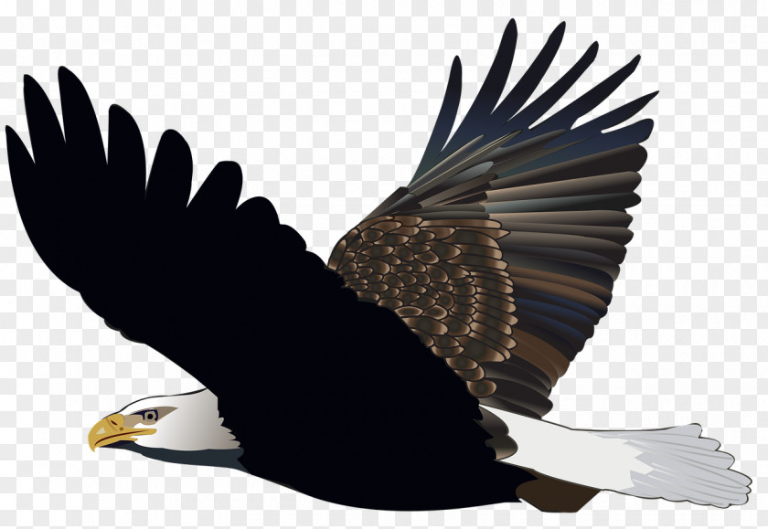Bird T-shirt White-tailed Eagle Clip Art PNG