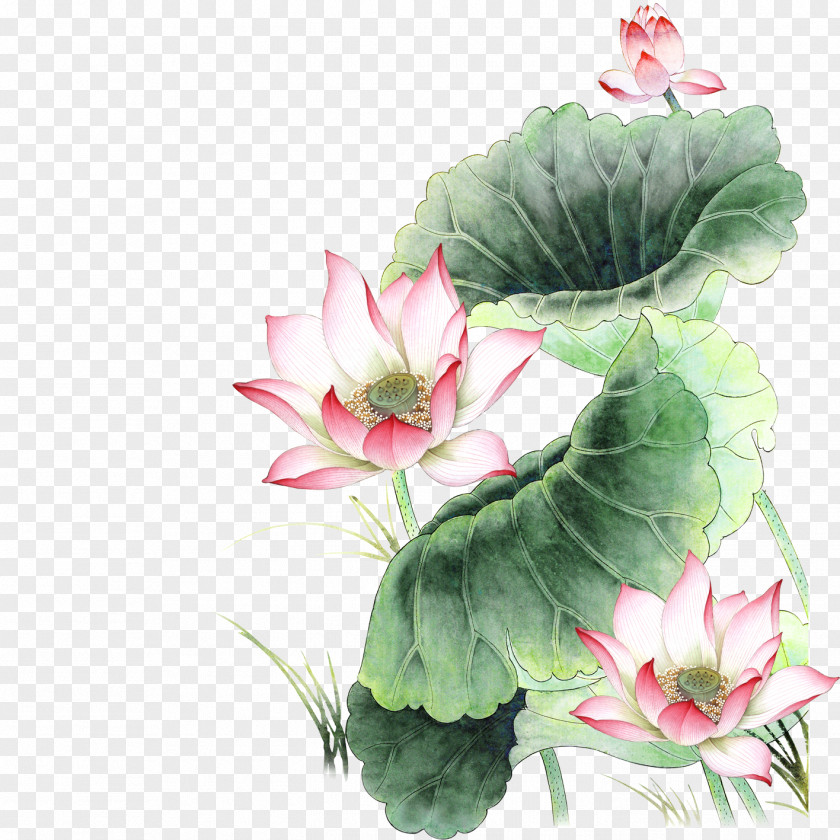 Lotus Nelumbo Nucifera Pink Icon PNG