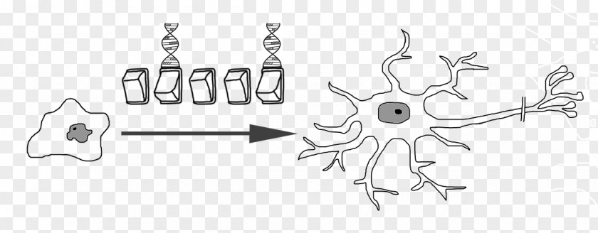 Neural Stem Cell Embryonic Neuron Stem-cell Therapy PNG