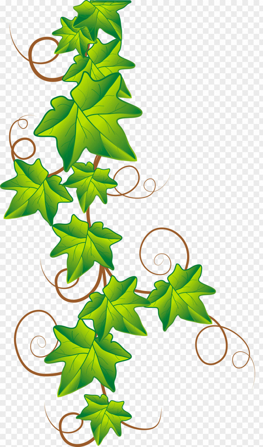 Accessoires Drawing Ivy Clip Art PNG