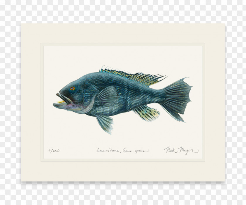 Bass Fish Black Sea Tuna Striped PNG