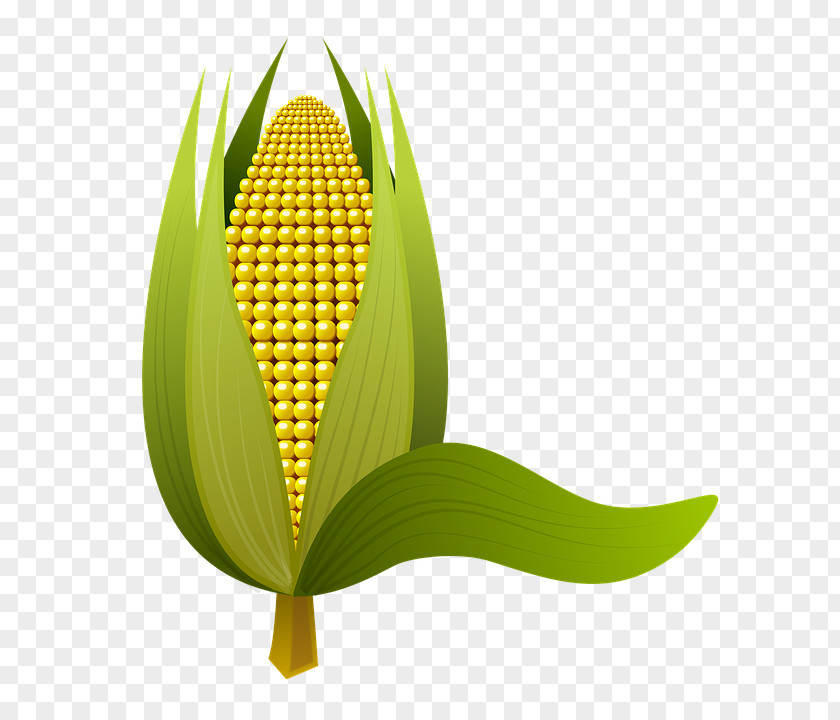 кукуруза Clip Art Maize Image Adobe Photoshop PNG
