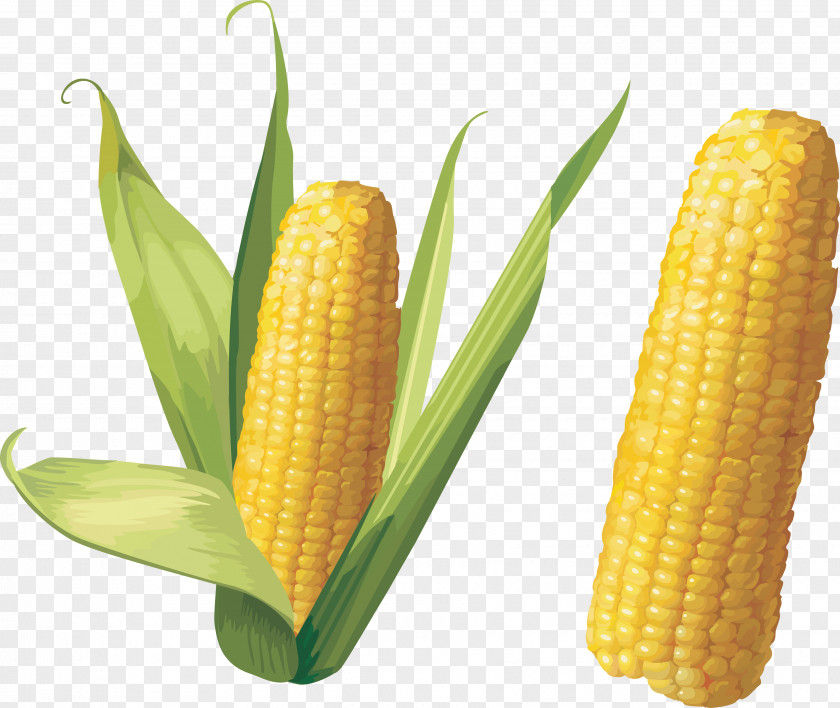Corn Image On The Cob Maize Clip Art PNG