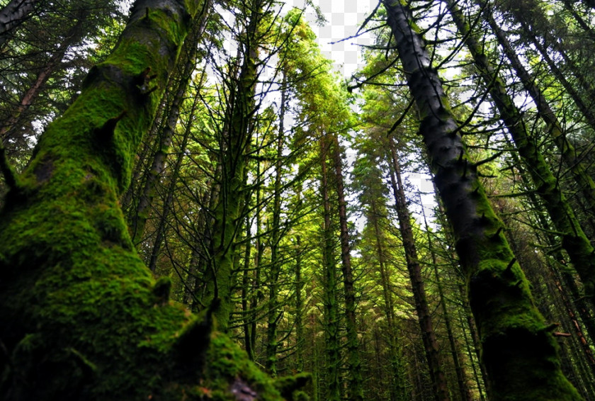 Norwegian Forest Scenery Norway Valdivian Temperate Rain Vegetation PNG