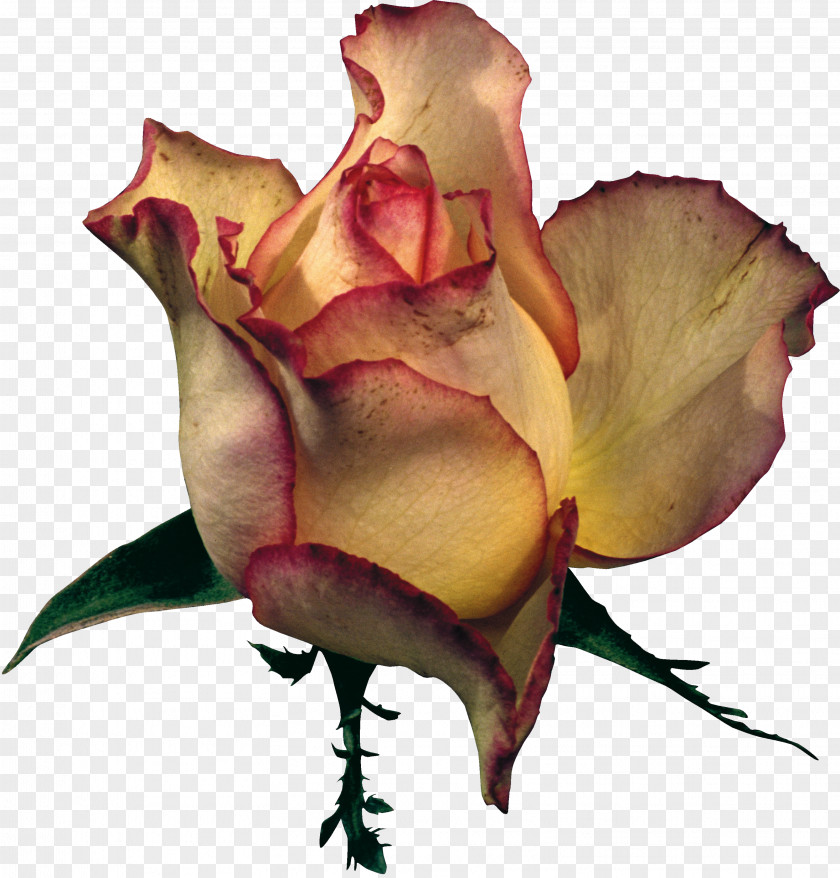 Rose Garden Roses Petal Flower Clip Art PNG