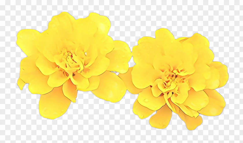 Tagetes Plant Yellow Flower PNG