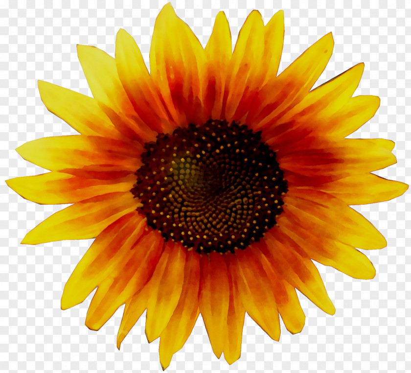 Clip Art Illustration Image Sunflower PNG