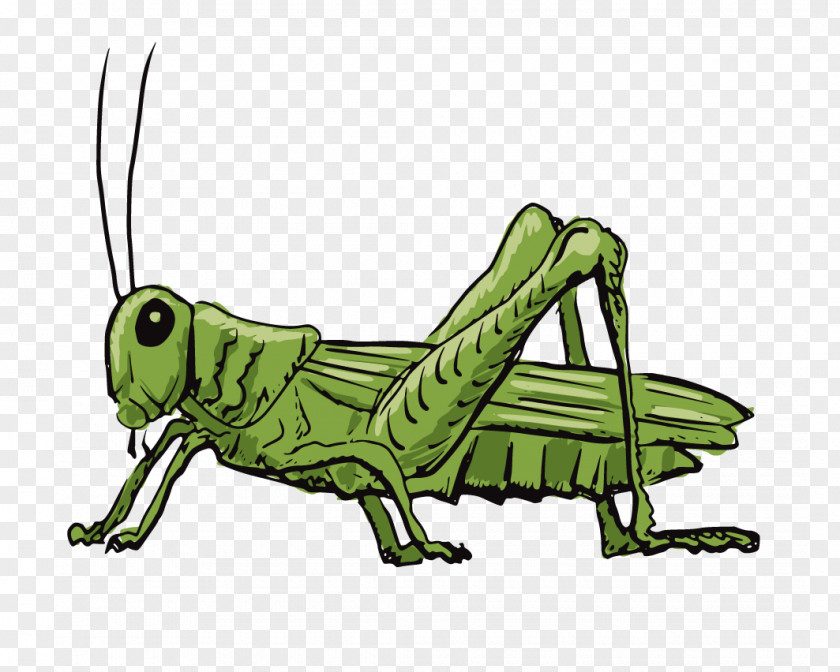 Grasshopper Stock Illustration Drawing PNG