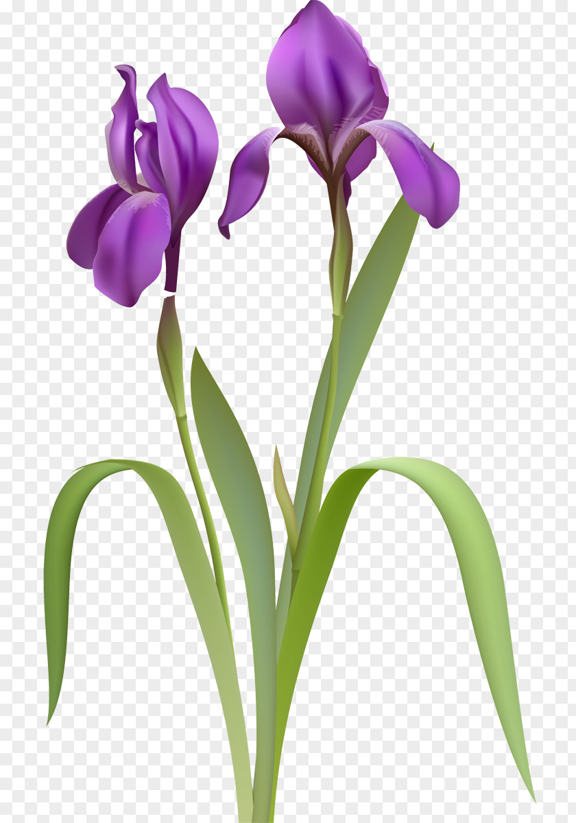 Irises Clip Art PNG