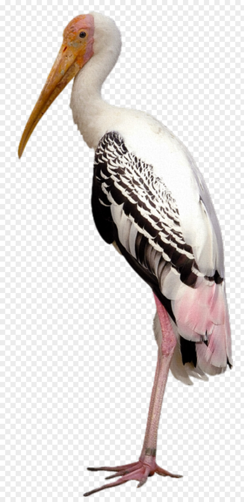 Painting Marabou Stork Painted Image Stock Photography Royalty-free PNG