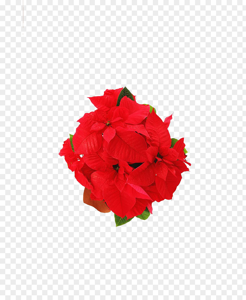 Red Floral Flower PNG