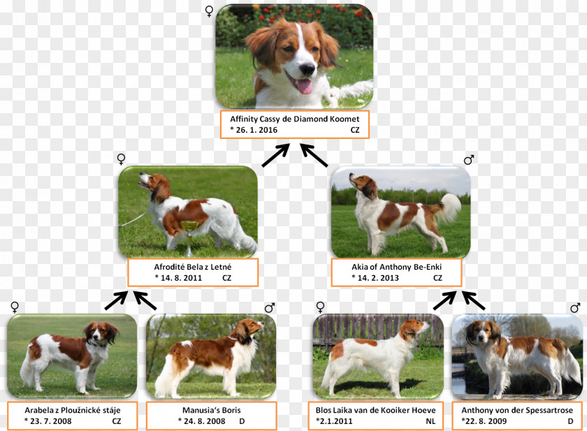 Afrodite English Foxhound Beagle American Harrier Dog Breed PNG