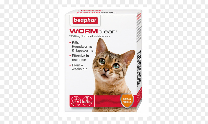 Cat Health Kitten Worm Dog PNG