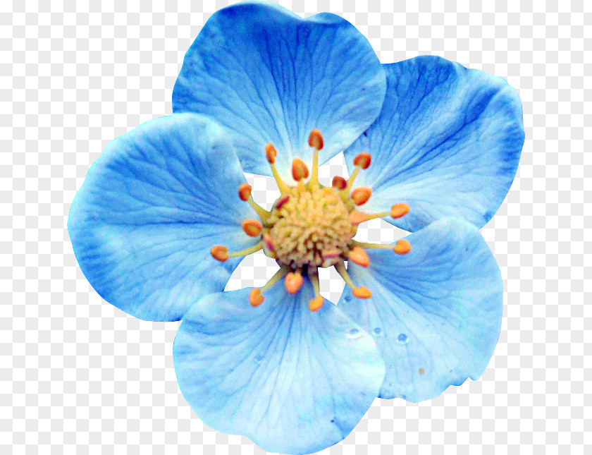 Flower Blue Clip Art PNG