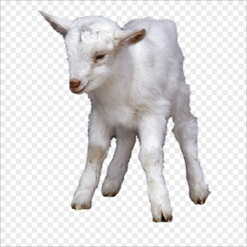 Little Sheep Cattle Enrofloxacin Pharmaceutical Drug Animal PNG