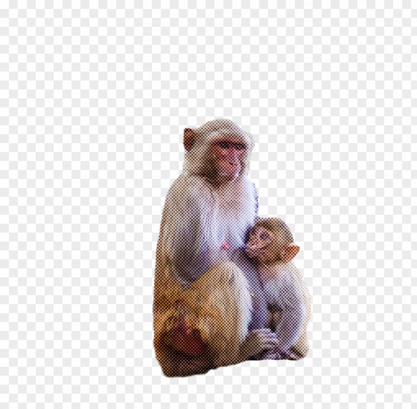 Macaques Old World Monkeys Science Biology PNG