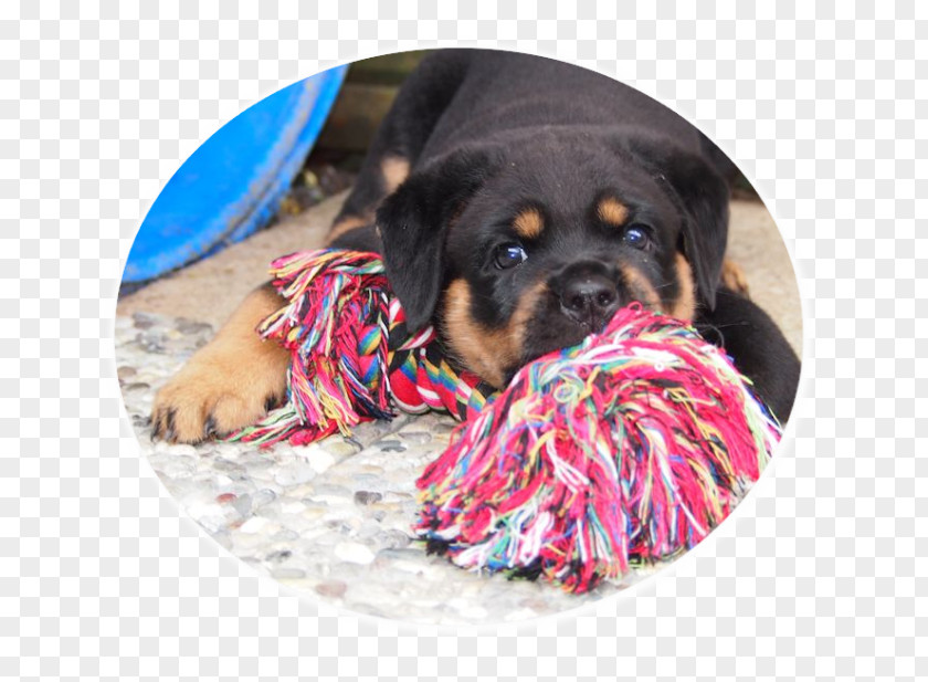 Puppy Dog Breed Rottweiler Leash Snout PNG