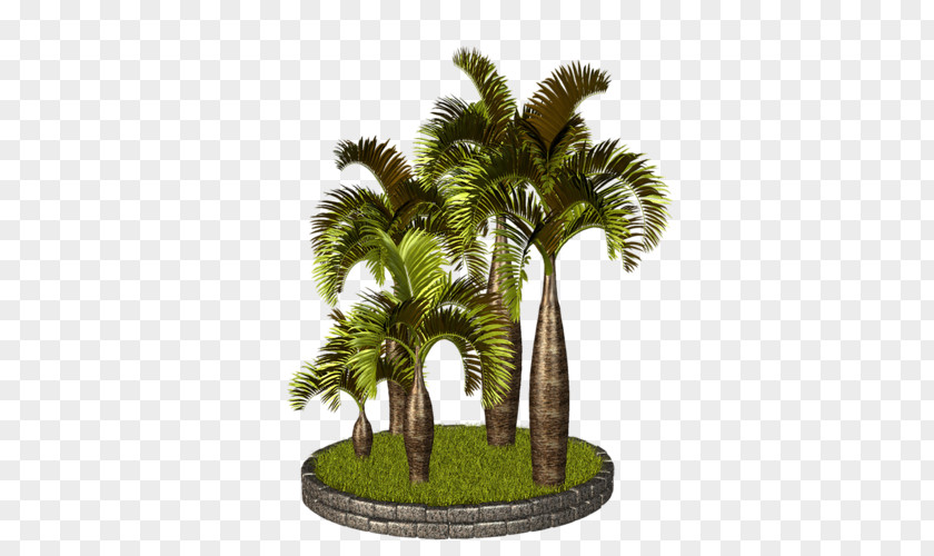 Tree Asian Palmyra Palm Arecaceae PhotoScape Clip Art PNG