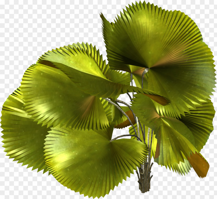 Tropical Plant Leaf Tree PNG