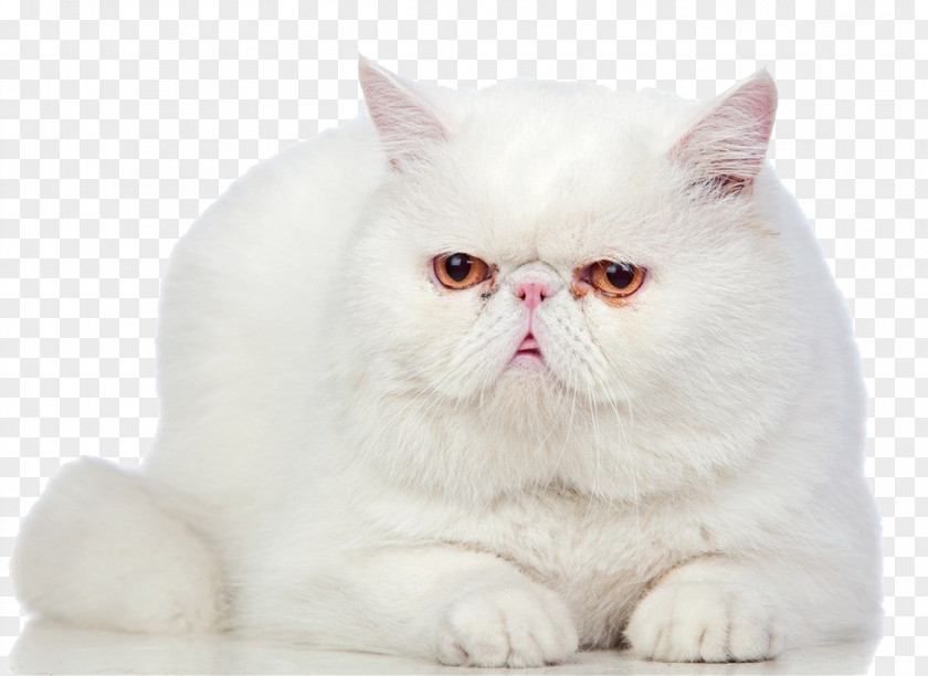 White Persian Cat Exotic Shorthair British Cornish Rex Ragdoll Stock Photography PNG