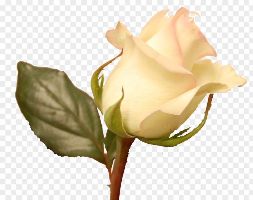 White Rose Garden Roses Wix.com Website Builder Centifolia PNG