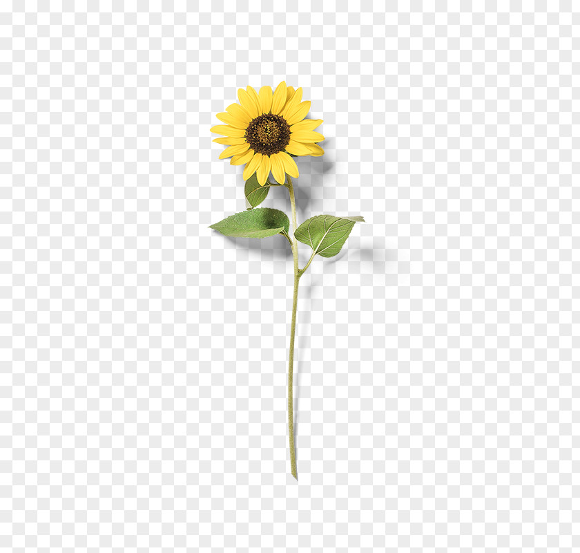 Yellow Sunflower Common PNG
