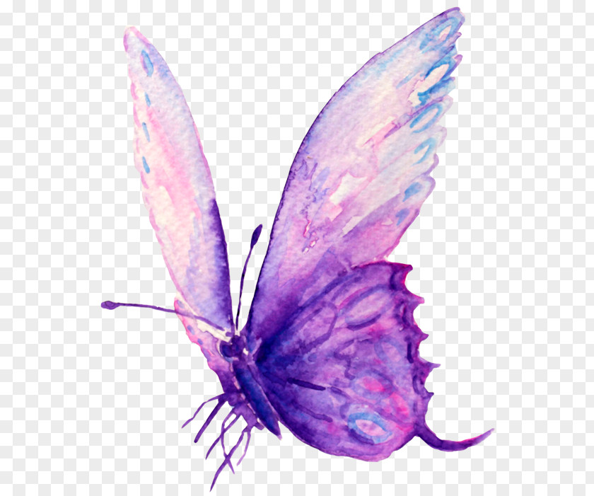 Butterfly Woman Femininity Intuition Moth Wisdom PNG