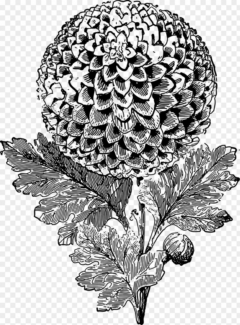 Chrysanthemum Drawing PNG
