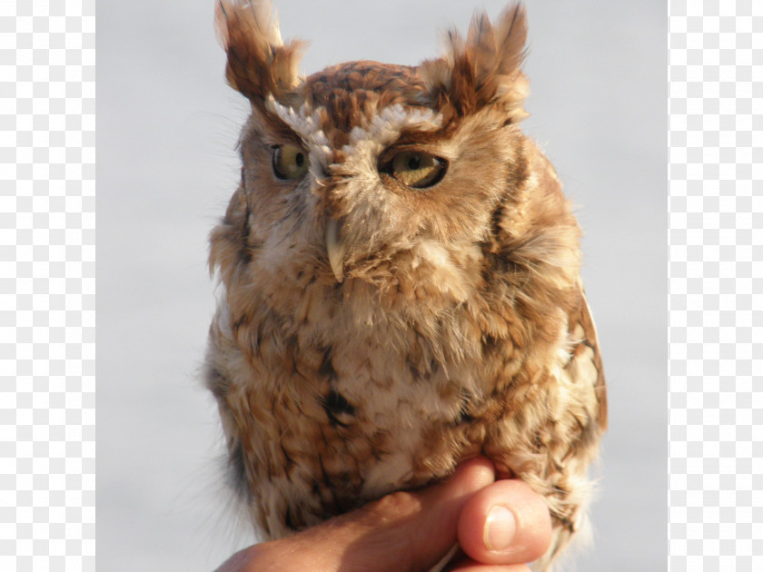 Eastern Screech Owl Fauna Beak Fur PNG