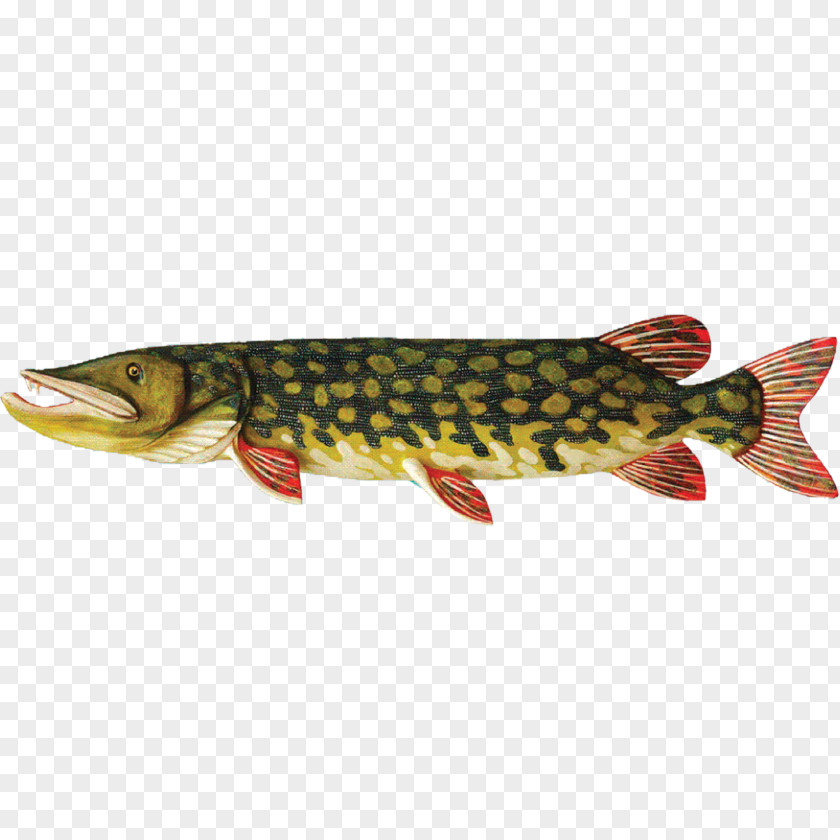 Fish Coastal Cutthroat Trout Northern Pike Salmon Common Bream Rybinskie Ryby PNG