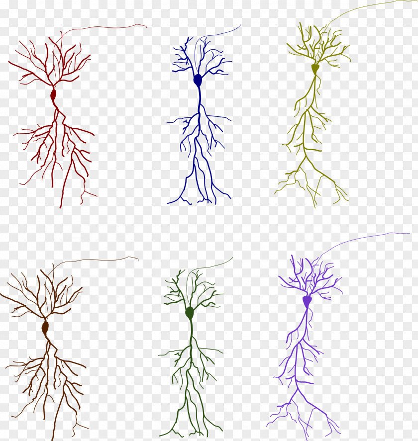 Neurons Neuroglia Neuron SafeSearch Plant PNG