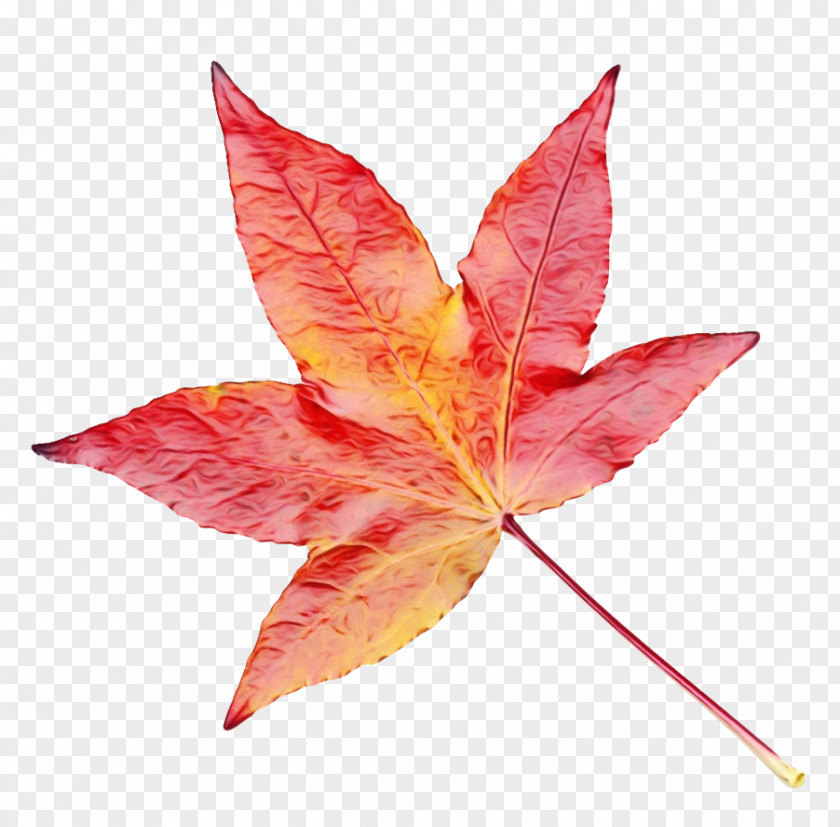 Plane Petal Red Maple Leaf PNG