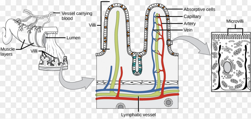 Small Intestine Intestinal Villus Gastrointestinal Tract Surface Area Large PNG