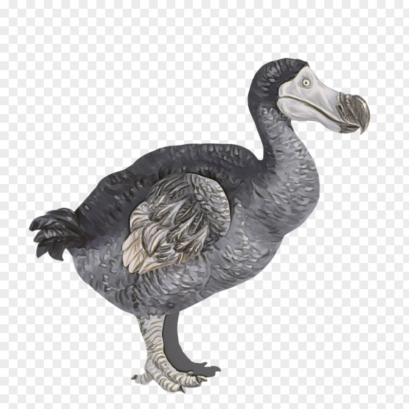 Bird Dodo Flightless Beak Goose PNG