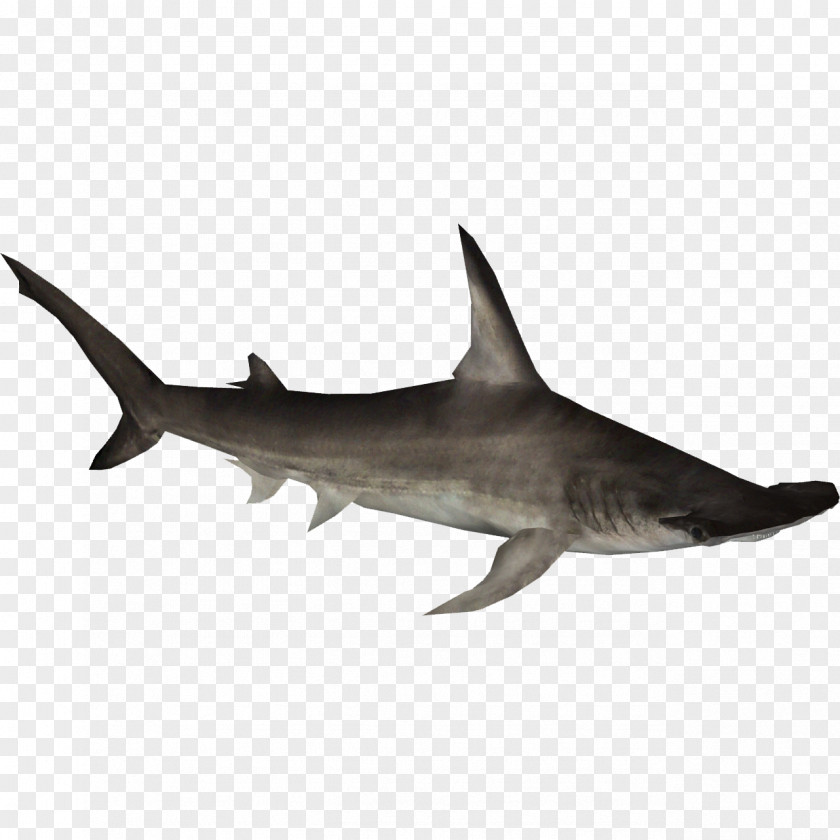 Hammerheadsharkhd Tiger Shark Hammerhead Great Squaliform Sharks PNG