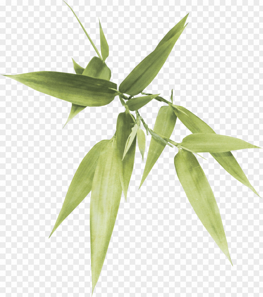 Leaves Free Download Bamboo Clip Art PNG