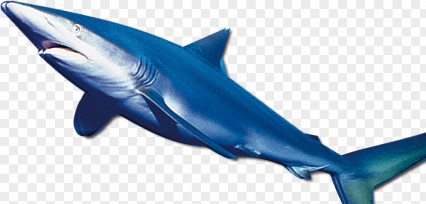 Shark TAP Them Android PNG