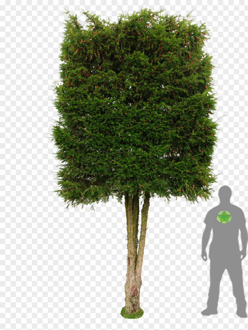 Tree English Yew Photinia Hedge Evergreen PNG