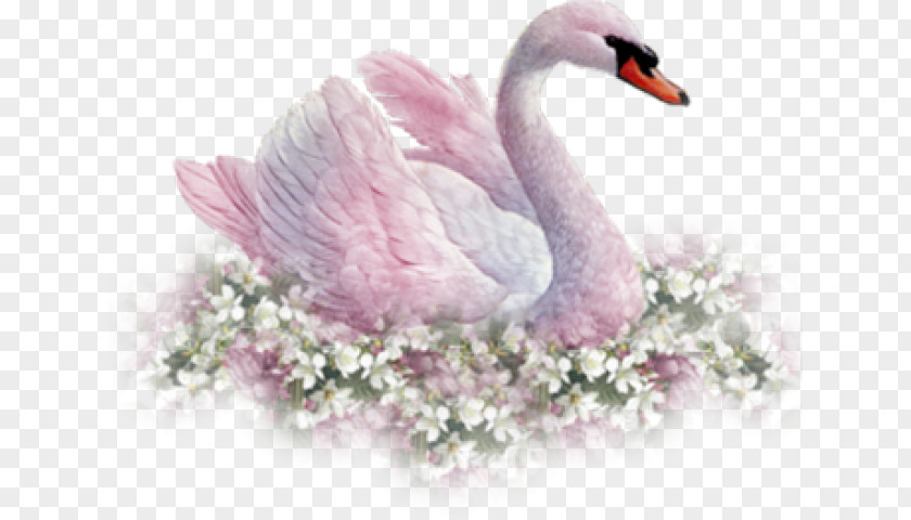 Bird Clip Art Image Mute Swan Transparency PNG