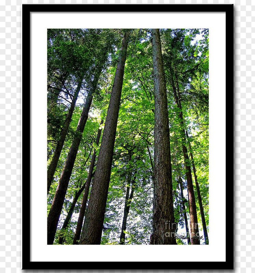 Fine Tree Temperate Broadleaf And Mixed Forest Northern Hardwood Woodland Vegetation PNG