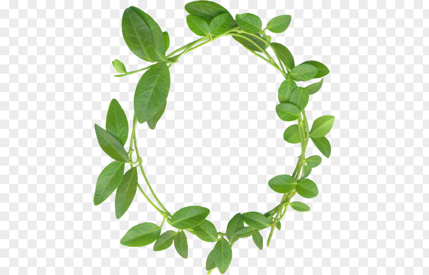 Leaf Wreath Clover Flower Clip Art PNG