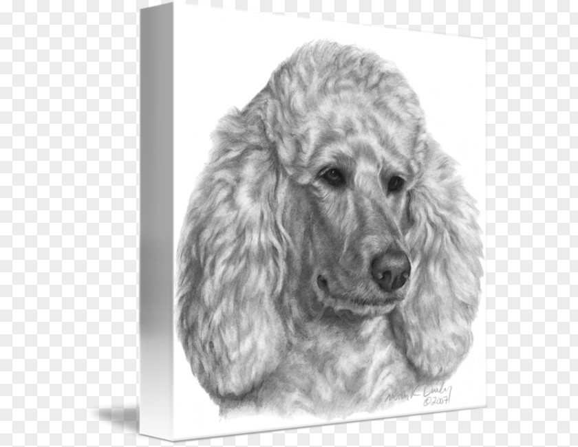 Puppy Standard Poodle Miniature Dog Breed PNG