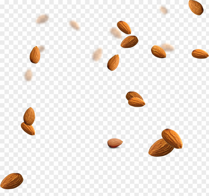 Almond Nucule Icon PNG