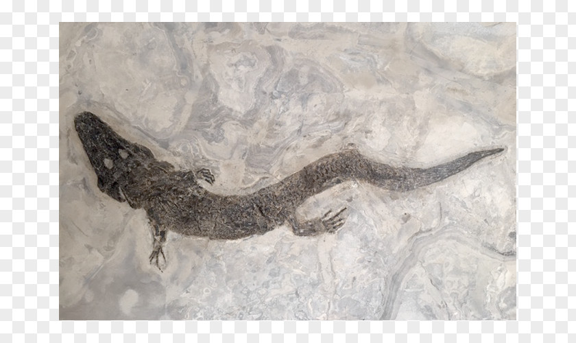 Amphibian Reptile Fossil Bad Homburg Vor Der Höhe Messel Pit PNG