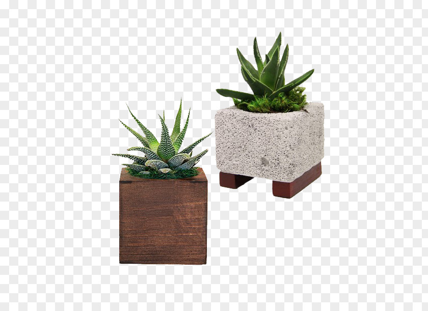 And Dad Whisper Agave Flowerpot Citroën Cactus M Houseplant INAV DBX MSCI AC WORLD SF PNG