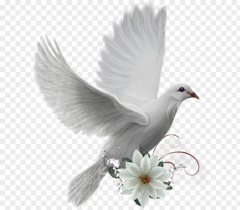 Bird Pigeons And Doves Domestic Pigeon As Symbols Image PNG